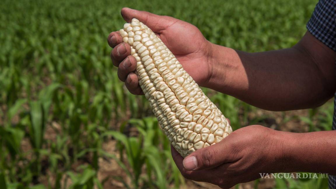 México responde a EU: ‘decreto sobre maíz transgénico es consistente con el T-MEC’, apunta SE