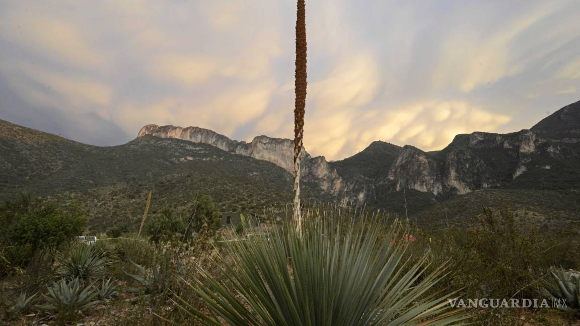 $!Se apaga por completo incendio en Sierra de Zapalinamé, anuncia Gobierno de Coahuila