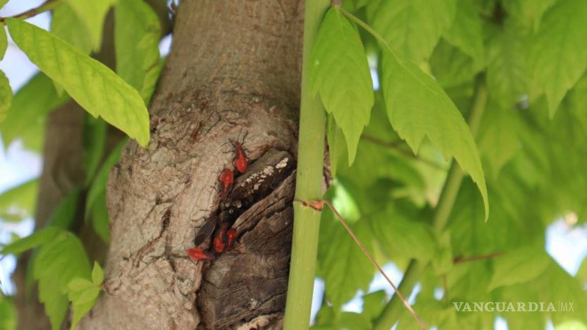 $!Para reportar este tipo de casos, es necesario acudir a las oficinas de Presidencia Municipal o bien, llamar al 073.