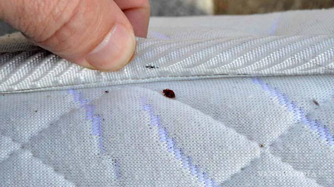 $!Hasta el momento las autoridades de nuestro país no han emitido alguna alerta o comunicado sobre la existencia de una plaga de este insecto.