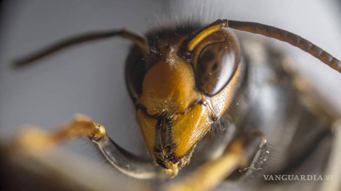 Cuáles son las peores picaduras de insectos; ¿duelen más que las de avispa?