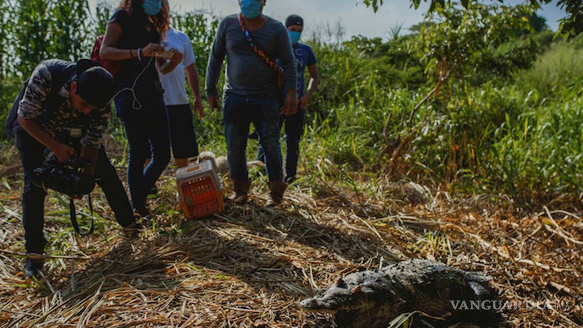 $!Pemex causa grave daño ambiental en Veracruz, derrame mata animales y obliga a evacuar