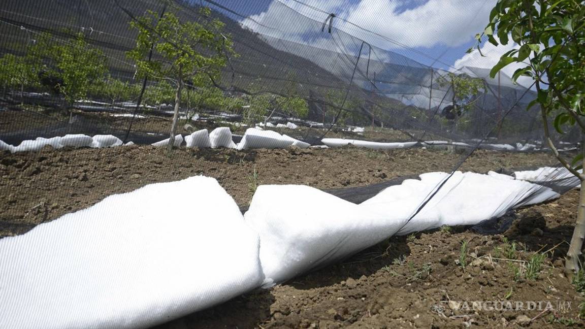 $!Emiten declaratoria de emergencia en Saltillo, Ramos y Arteaga tras granizada