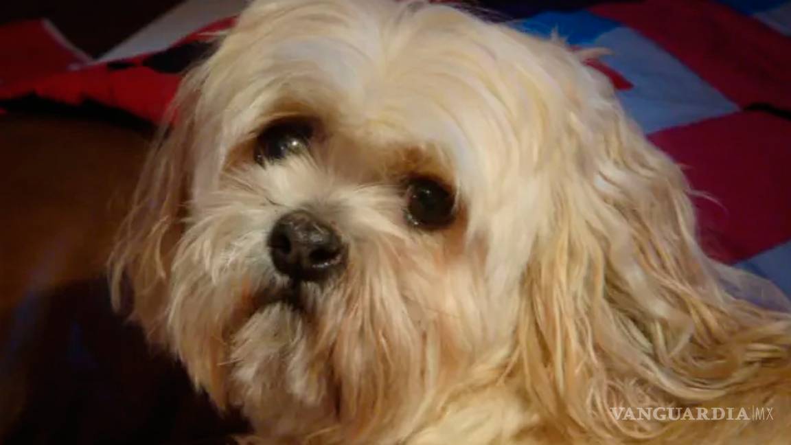 $!Viola a perrita y sólo pasará 60 días en la cárcel, el animal fue sacrificado por las heridas