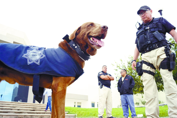$!Perros policía: Del rechazo al heroísmo