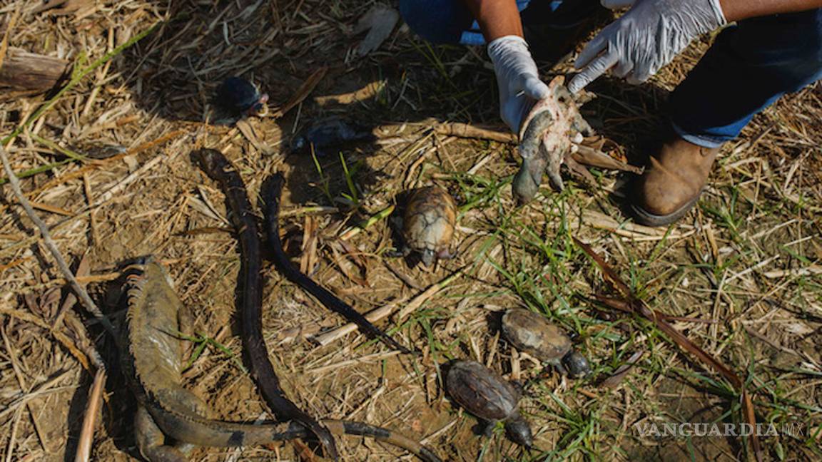 $!Pemex causa grave daño ambiental en Veracruz, derrame mata animales y obliga a evacuar