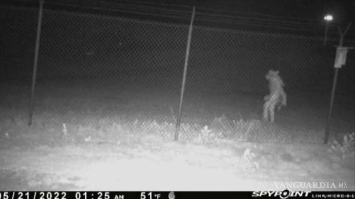 ¿Eres tú Chupacabras? Imagen aterradora muestra a criatura vagando por zoológico de Texas