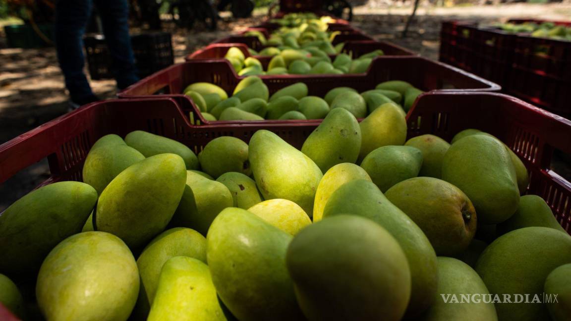 Incidente con inspectores de EU por aguacate en Michoacán, afecta exportaciones de mango