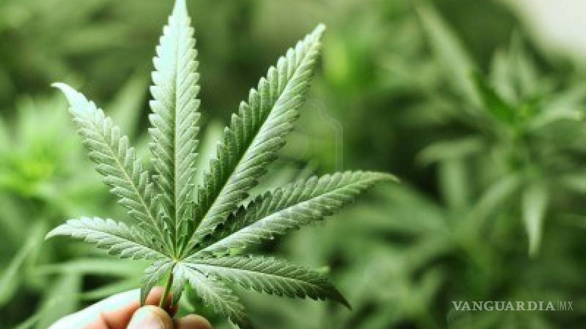 Chile autoriza mariguana para fines medicinales