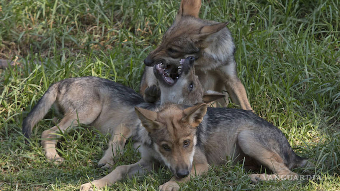 El Lobo mexicano, una frágil subespecie que lucha por sobrevivir a la extinción