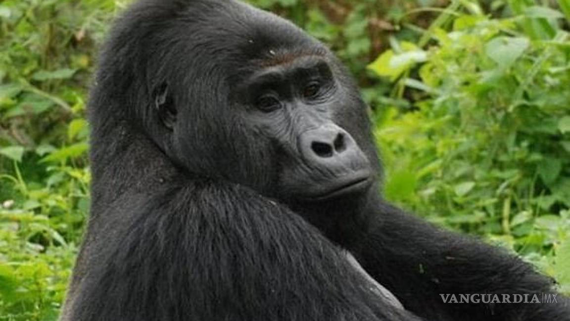 $!El gorila más famoso de Uganda es asesinado por cazadores