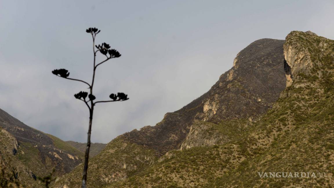 Se apaga por completo incendio en Sierra de Zapalinamé, anuncia Gobierno de Coahuila