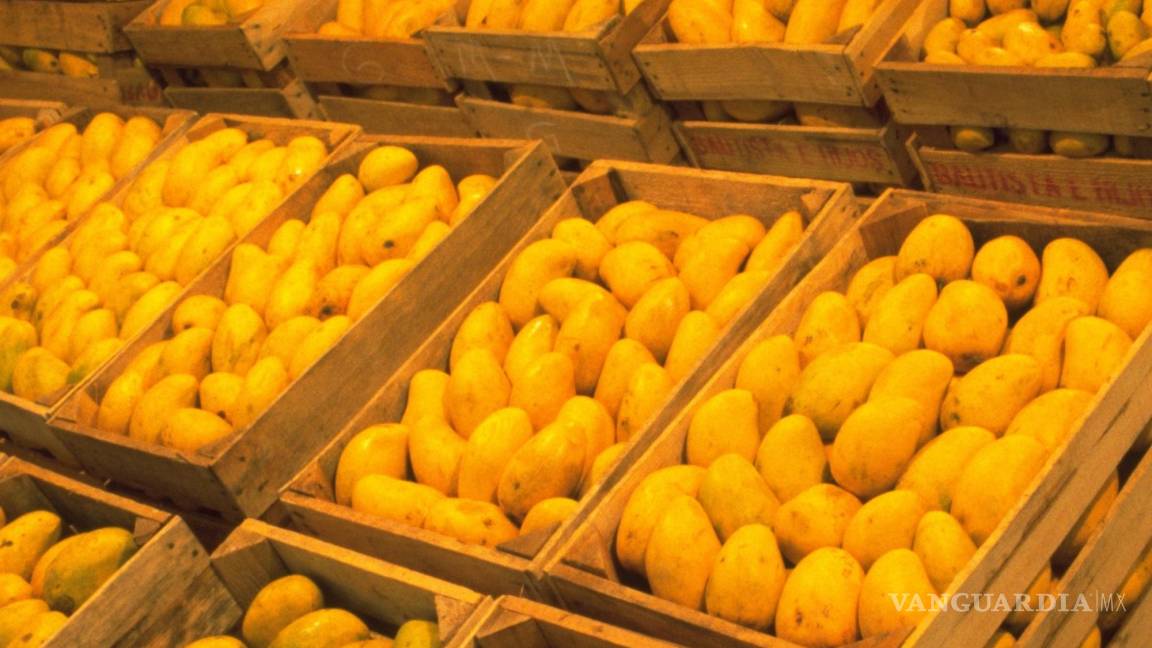 Amenaza mosca de la fruta la producción de mango en Oaxaca