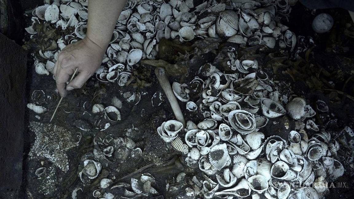 $!Arqueólogos hallan el más grande depósito de estrellas de mar descubierto, hasta ahora, en el Templo Mayor.Cuartoscuro/INAH