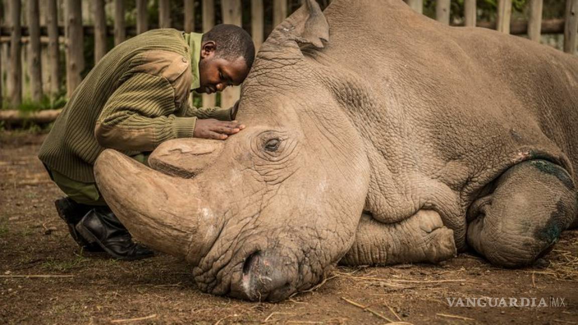 ¿Porqué la imagen del último rinoceronte macho blanco del norte fue una de las más importantes fotografías del 2018?