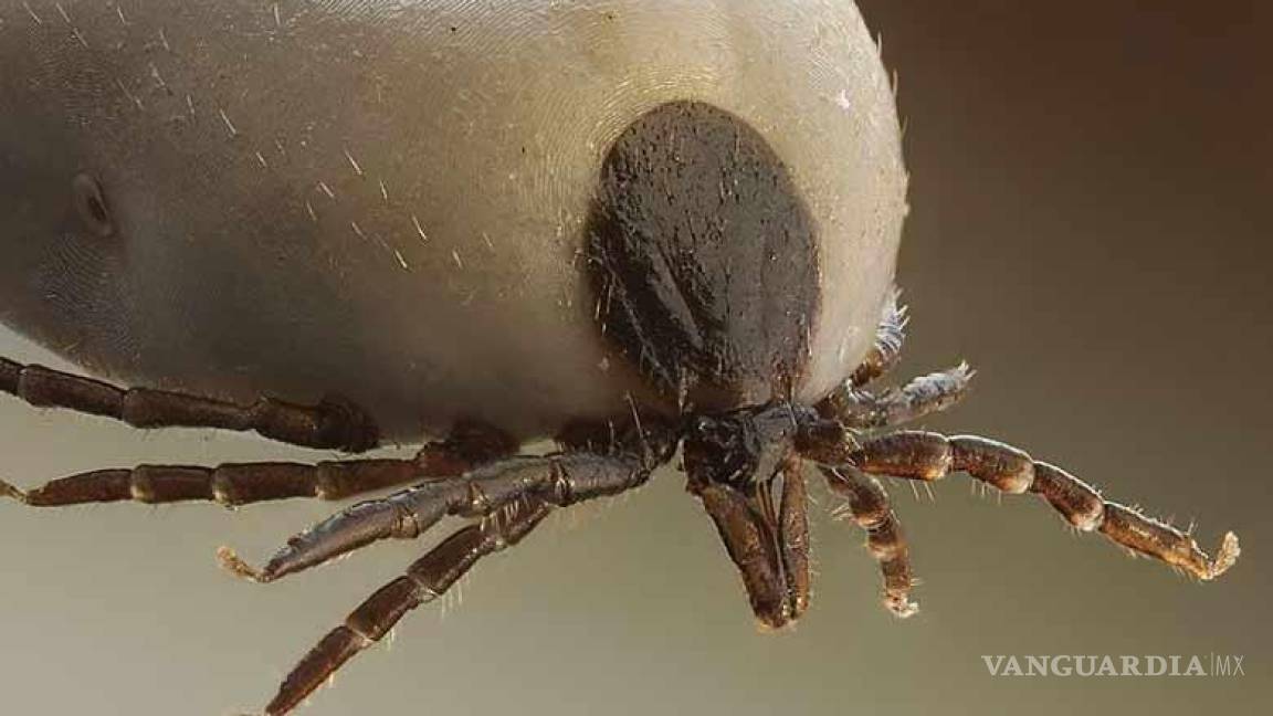¡Cuidado!... Si te pica, este insecto puede transmitir 6 peligrosas enfermedades a los humanos