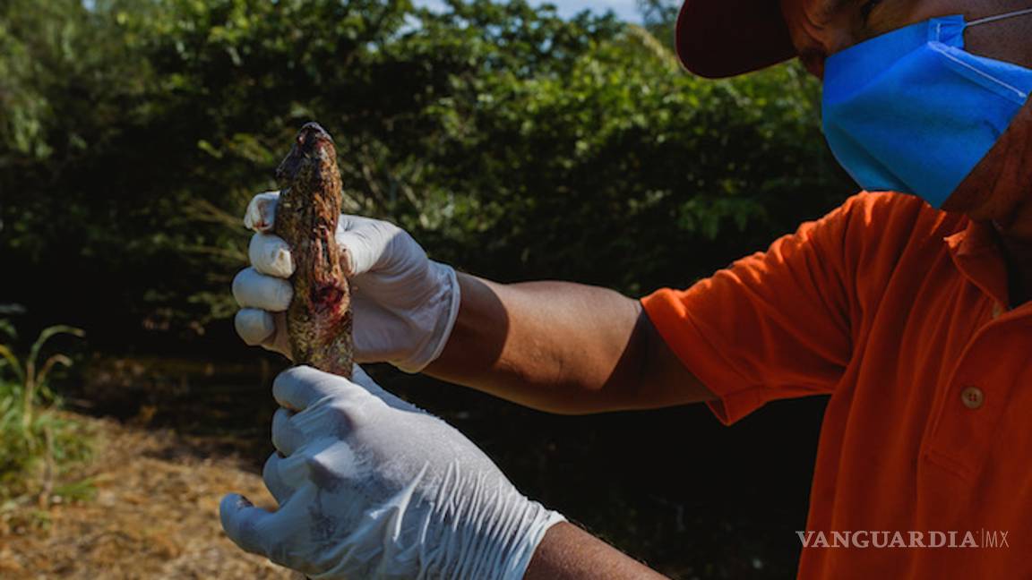 $!Pemex causa grave daño ambiental en Veracruz, derrame mata animales y obliga a evacuar
