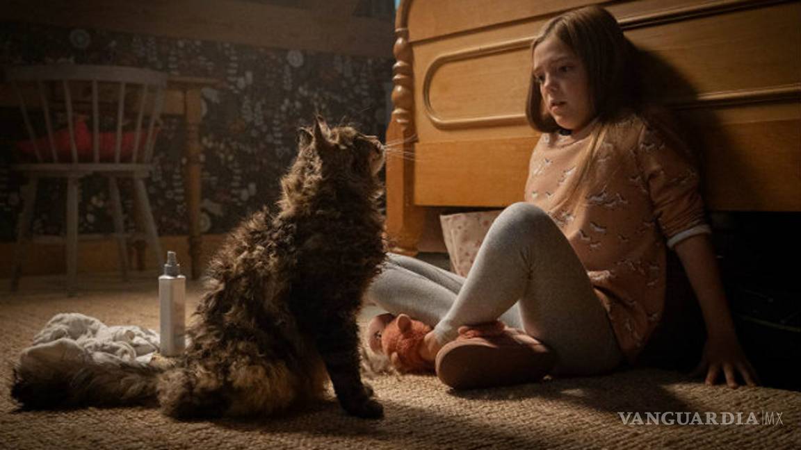 $!Fallece el gato protagonista de 'Cementerio Maldito'