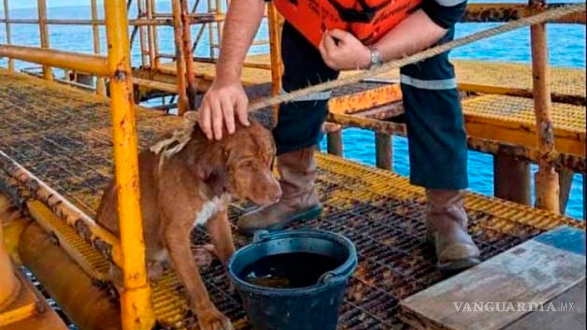 Un perro fue rescatado en una plataforma petrolera, a 220 kilómetros de la costa