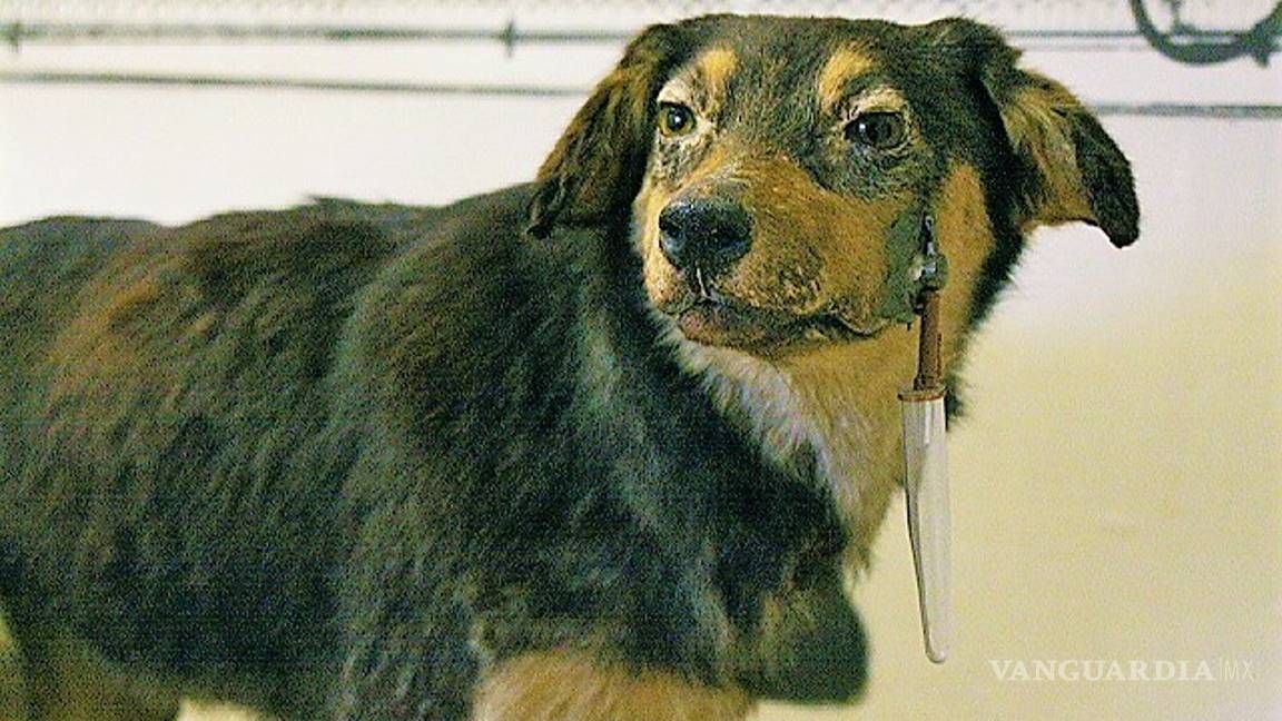 $!Estos son los animales que han contribuido en la historia de la ciencia