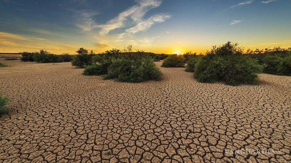 Top 106 Imagenes De Flora De Coahuila Destinomexico Mx