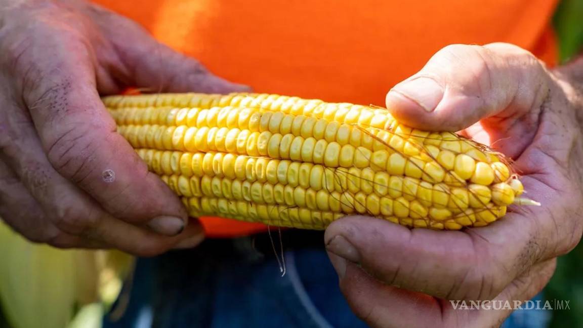 $!México compra cada año a EU este grano con valor de unos 5 mil millones de dólares, lo que convierte a este país en su mayor socio comercial