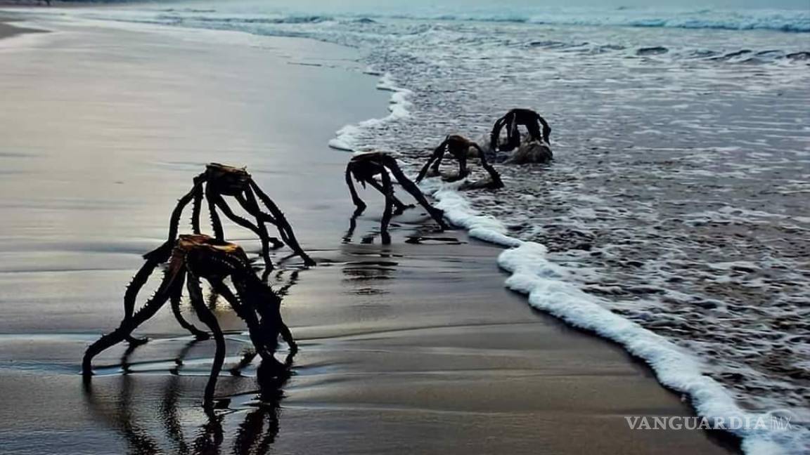 ¿Extraterrestres en playas de Sudáfrica? Esta es la verdad sobre la perturbadora imagen