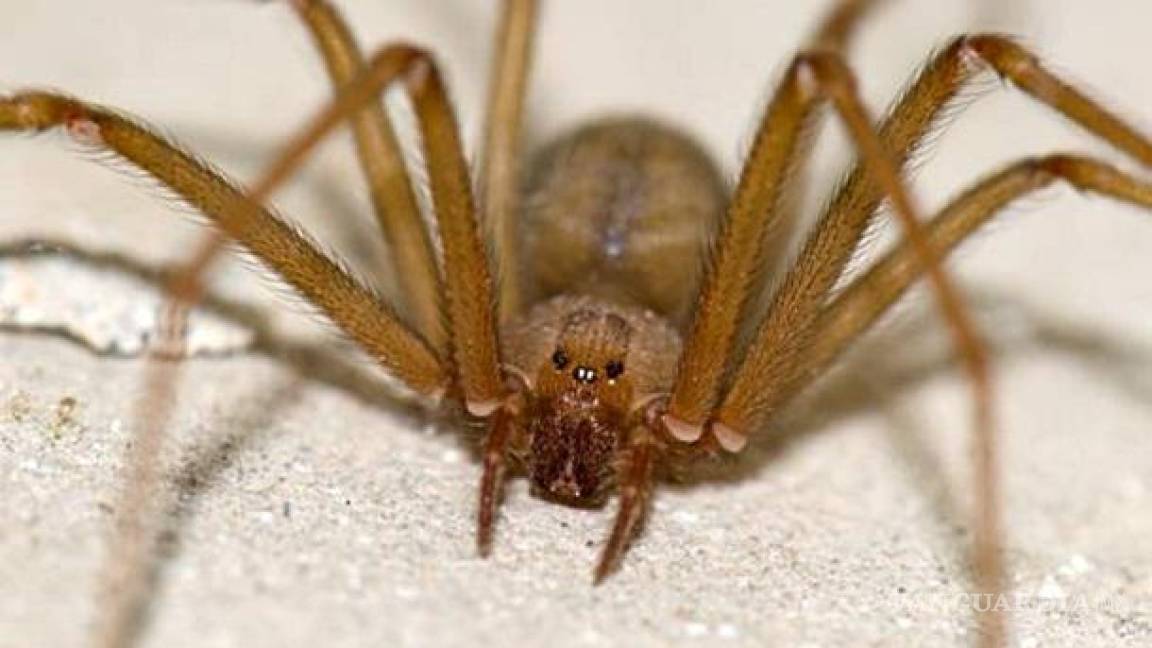 Araña violinista... ¿Cuándo inicia la temporada en México de esta peligrosa especie y cómo identificarla?