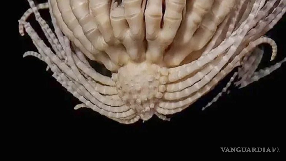 $!Descubren criatura marina con 20 brazos, cerca de la Antártida