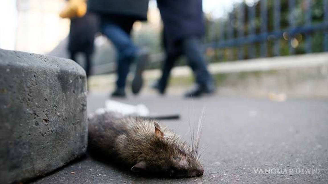 Plaga de ratas en París; invaden hasta las banquetas