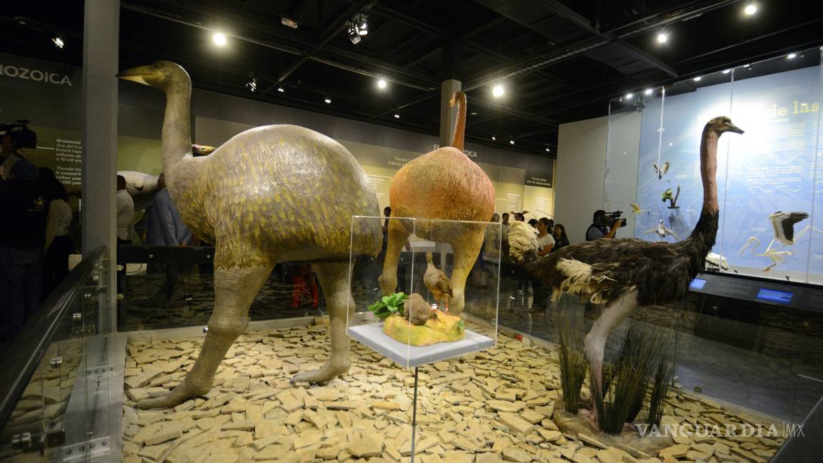 $!Atrapan al turismo Musave y Museo del Desierto