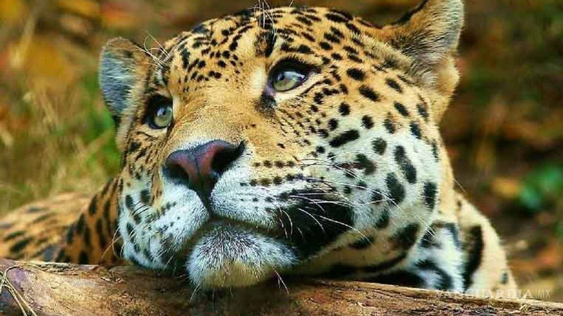 $!Polo no sólo es un jaguar, también era un artista, al que le quitaron los aplausos y, las ganas de vivir