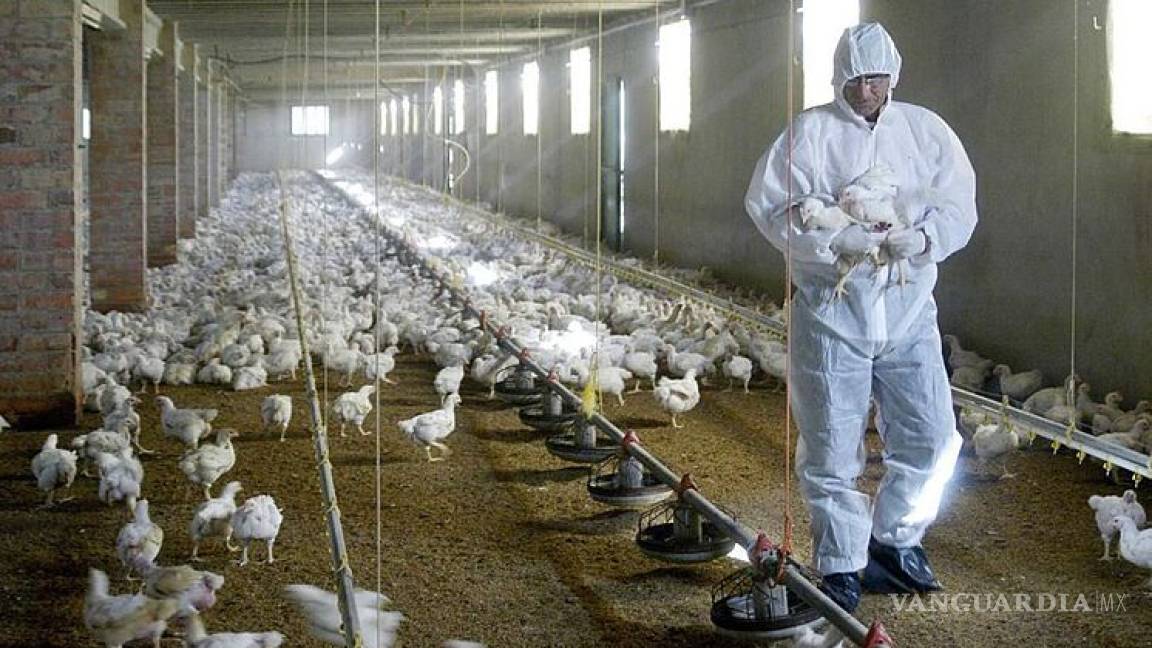 Encienden alerta en Francia: aumentan reportes de gripe aviar en granjas