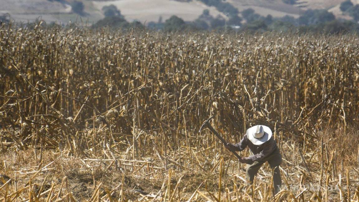 Pemex repartirá fertilizantes a agricultores 2024
