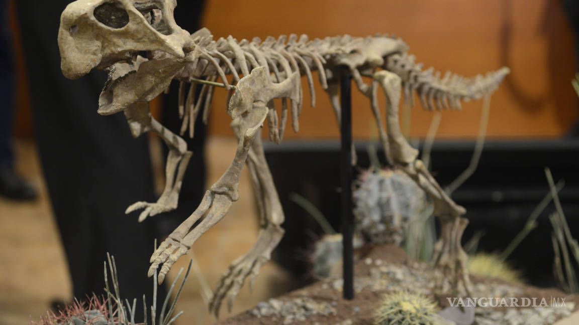 Recibe MUDE nuevo fósil de dinosaurio para promover a Coahuila