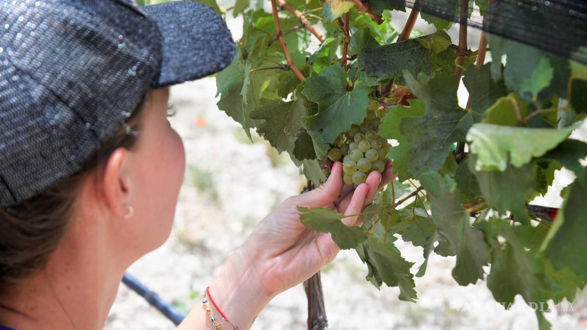 ‘Industria vitivinícola es fuerte y en crecimiento’