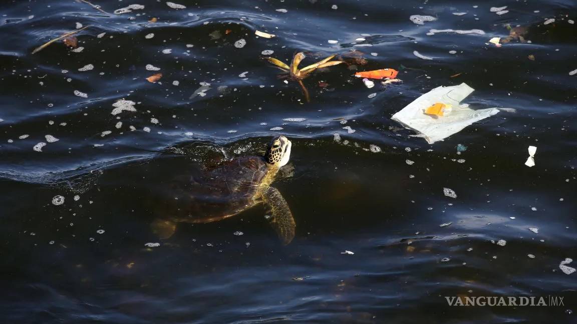 $!Los investigadores no pueden decir con certeza cómo llegan estos plásticos a nuestro organismo ni de dónde proceden, pero tienen algunas pistas.