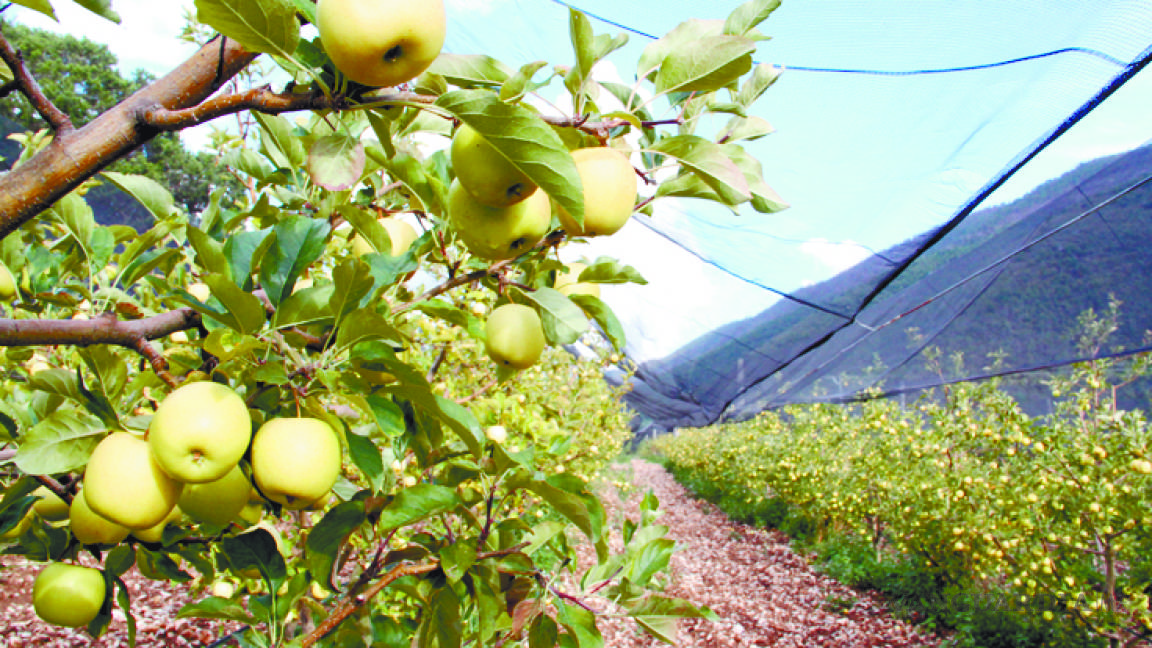 Manzana incrementará su precio debido al mal invierno