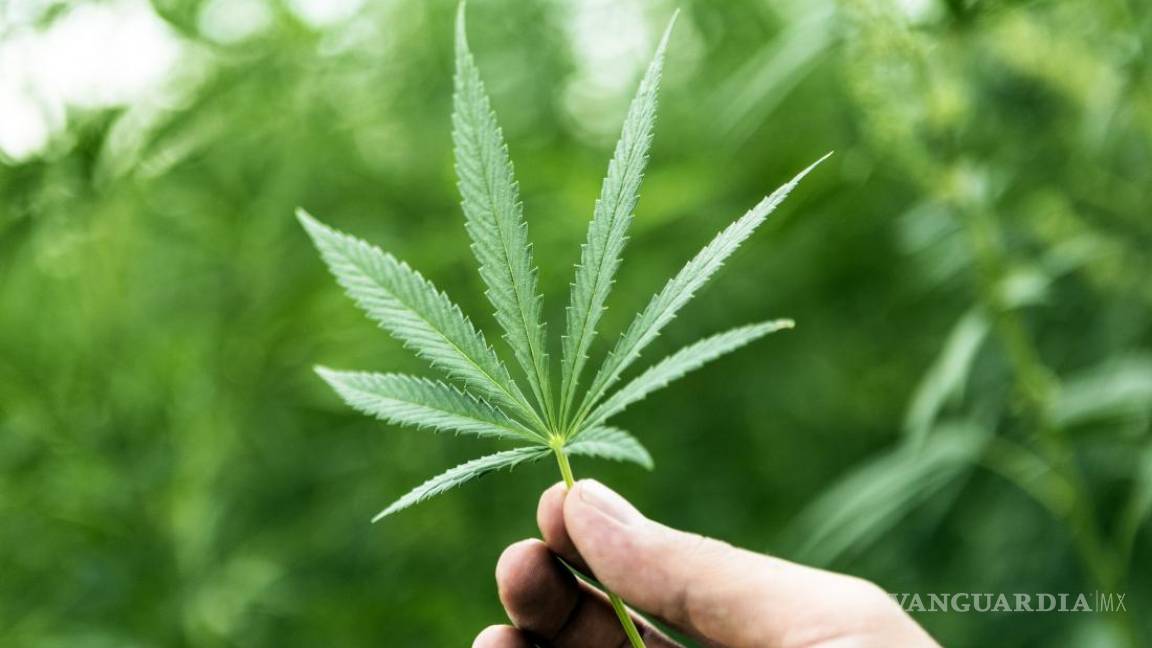 Suprema Corte aprueba proyecto que ordena a la Secretaría de Salud reglamentar el uso medicinal de la cannabis