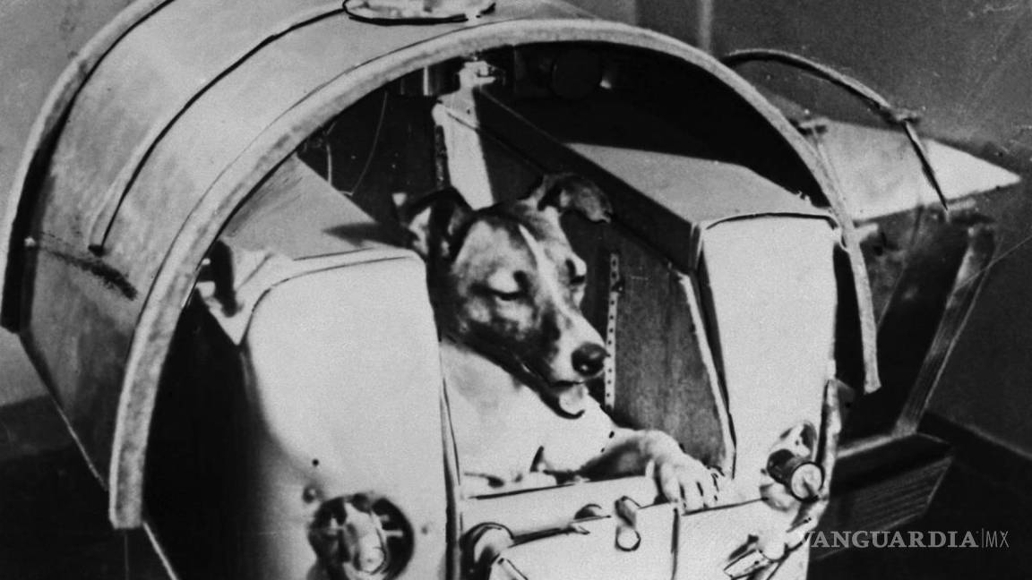 ¿Qué le pasó a Laika? El fatal destino de la perrita lanzada al espacio