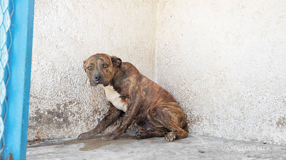 Decenas de perros pitbull sacrificados en Saltillo, los mismos dueños los llevan a 'dormir'