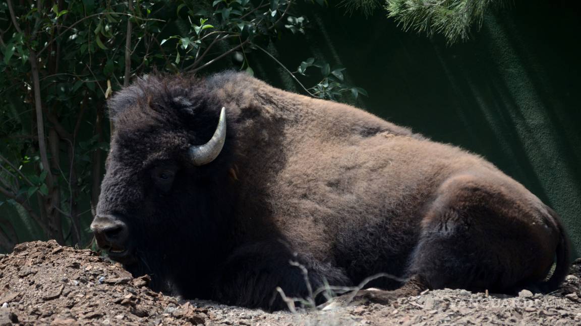 $!Nacen en Museo del Desierto de Saltillo, dos ejemplares de borrego cimarrón