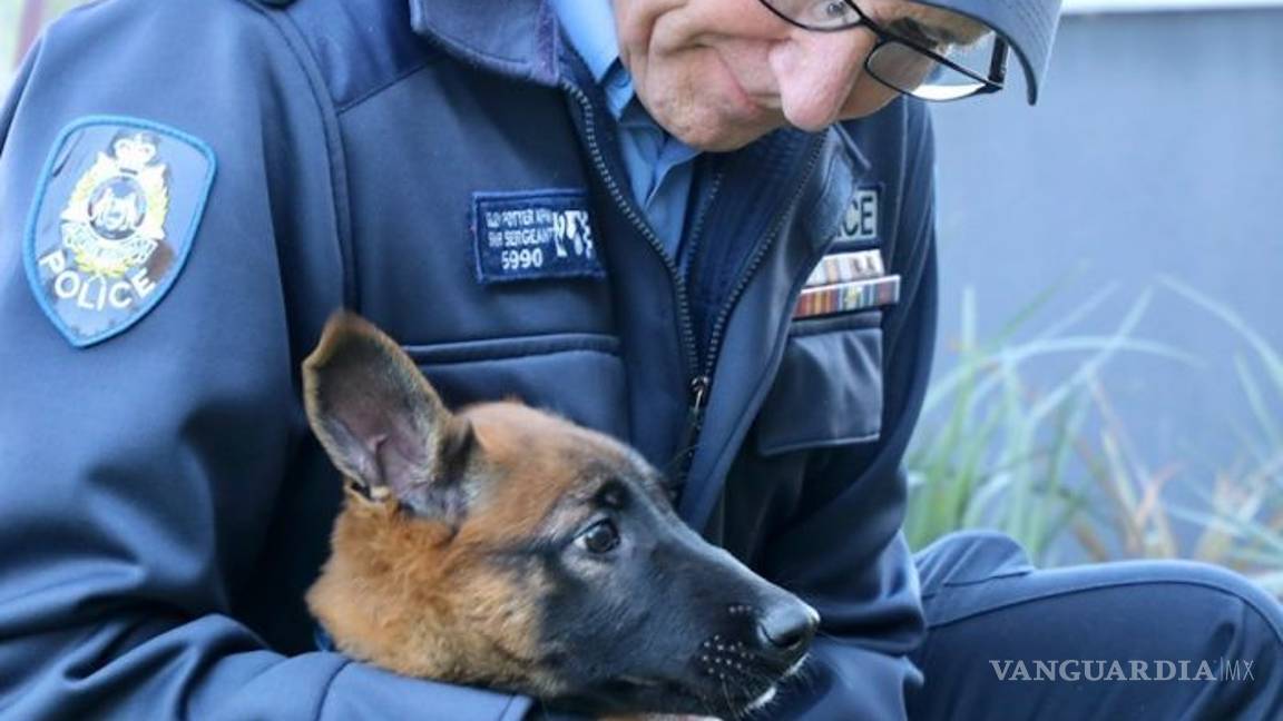 $!Perros policía suizos llevan zapatos debido al intenso calor