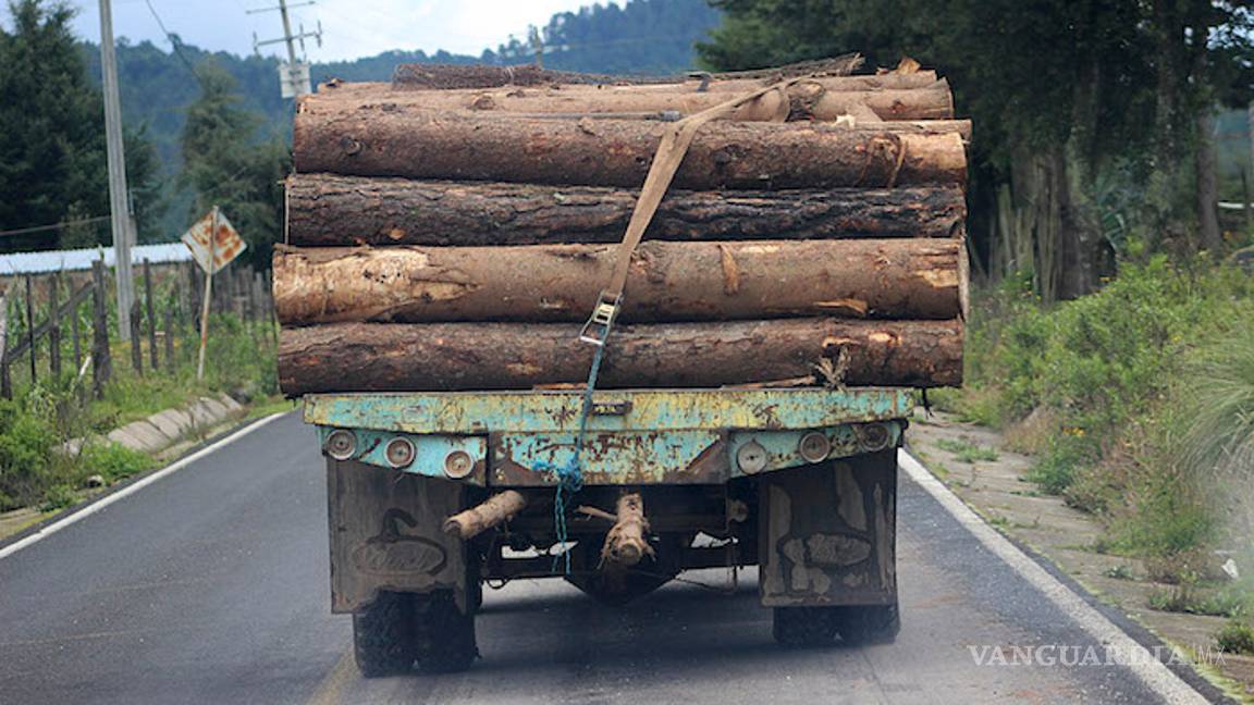 $!Cambio climático mata a la mariposa Monarca, dice México; científicos lo rechazan: es la tala