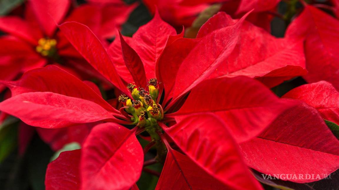 ¡Llévale una a tu mamá! ¿Cuándo es el Día de la Flor de Nochebuena, que sólo se celebra en México?