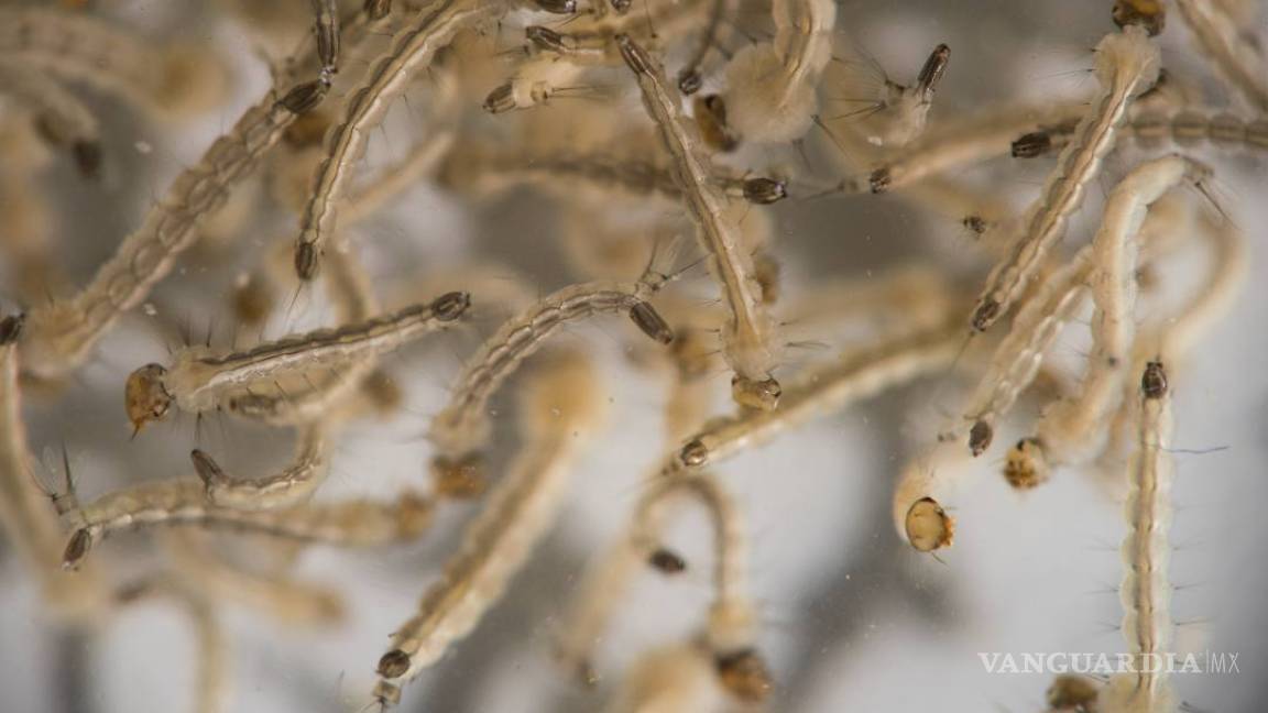 $!Un año con zika, el misterioso azote que afecta a Brasil