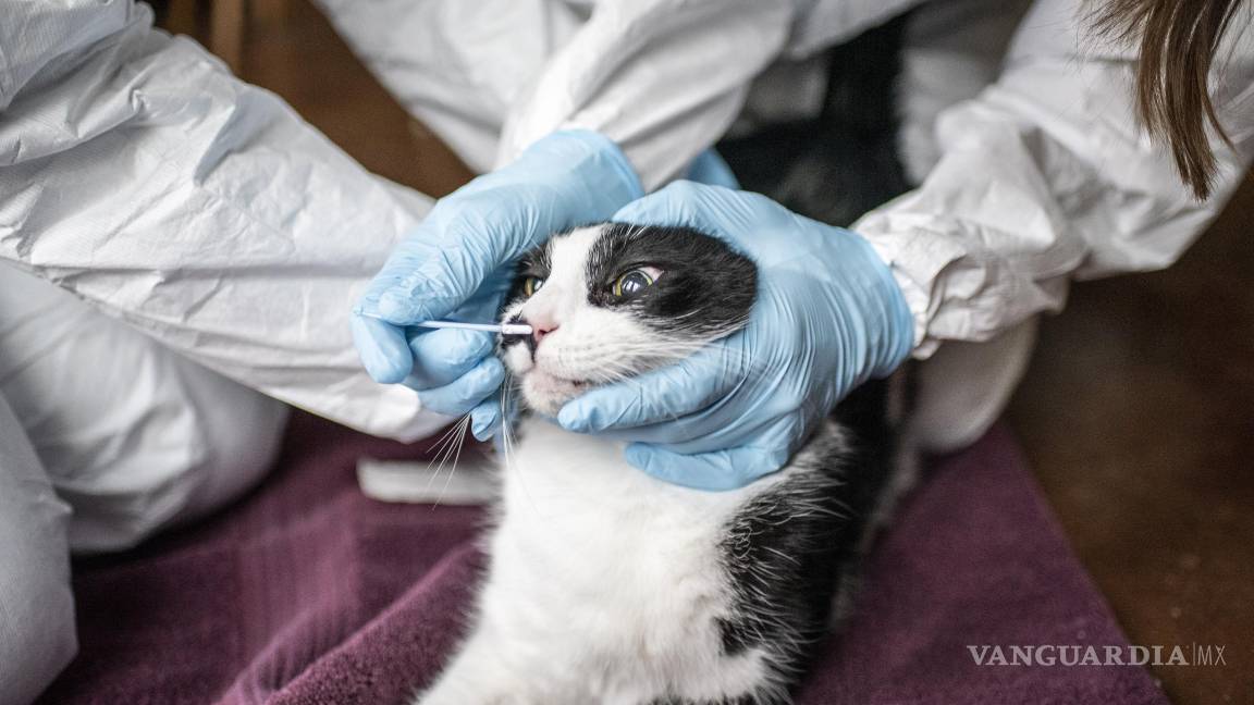 ¿Por qué los gatos son un enigma médico?