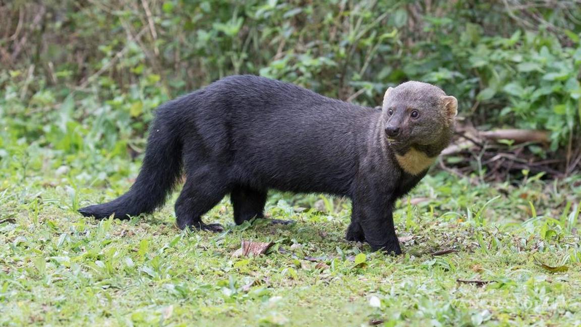 $!Las selvas tropicales del noreste y el sureste de México son su hogar