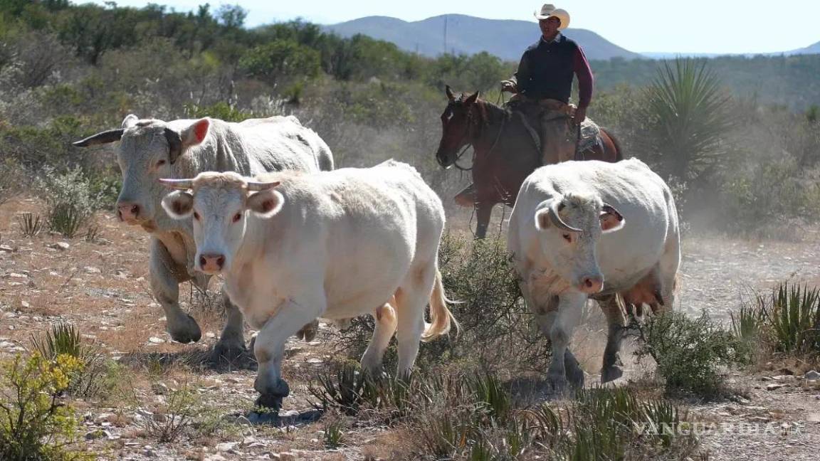 Ganado coahuilense en pausa, visita del USDA definirá reapertura de frontera