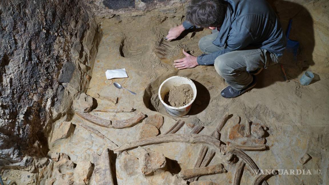 ¿Fósiles entre el vino? Hallan en una bodega restos de un mamut ancestral